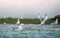 Seagulls shuttle back and forth in the river for food. There\\\'s salmon around.