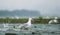 Seagulls shuttle back and forth in the river for food. There\\\'s salmon around.