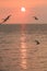 Seagulls silhouette flying on the sky