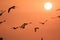 Seagulls silhouette flying on the sky