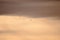 Seagulls silhouetted against a pale orange afternoon sky