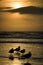 Seagulls silhouetted on the beach