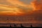 Seagulls Silhouetted at Sunset at Torrance State Beach, Los Angeles County, California