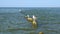 Seagulls sit on broken wooden posts covered in seaweed in sea.