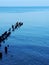 Seagulls sit on old breakwaters in the Baltic Sea