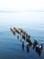 Seagulls sit on old breakwaters in the Baltic Sea