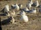 seagulls sit on the shore of the lake and a cormorant sits next to