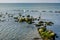 Seagulls sit on stones on Vistula Spit. Baltiysk. Russia