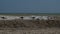 Seagulls sitting on the beach of small seashells