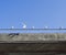 Seagulls sitting on a concrete bridge railing a beautiful summer day.