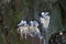 Seagulls are sitting/nesting in the steep rocky and mossy cliffs of Latrabjarg