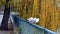 Seagulls sitting on railing by the river