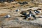 Seagulls sitting, resting, standing and sunbathing on barren rocky ground with pits in Clovelly, Sydney, Australia