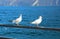 Seagulls sitting on the shore