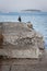 Seagulls are sitting on the stone pier of the Adriatic Sea of the medieval city of Rovinj. Istria. Croatia