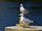 Seagulls sitting in the sun on bright yellow ground