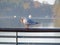 Seagulls sitting on top of hand rail