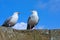 Seagulls sitting on the tower of an castle