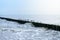 Seagulls sitting on wooden groyne on shore