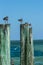 Seagulls sitting on wooden posts by the ocean