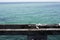 Seagulls on the skeleton jetty, Busselton, WA, Australia