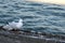 Seagulls on Skeleton Jetty, Busselton, WA, Australia