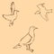 Seagulls sketch. Pencil drawing by hand. Figure in vintage style. Vector