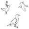 Seagulls sketch. Pencil drawing by hand. Vector