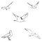 Seagulls sketch. Pencil drawing by hand. Vector