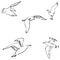 Seagulls sketch. Pencil drawing by hand. Vector