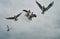 Seagulls in sky