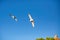 Seagulls in the sky above the seaside city. Nature.