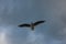 Seagulls in the sky many seagulls and one seagull in beautiful light at sunset and in the clouds