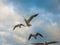 Seagulls in the sky many seagulls and one seagull in beautiful light at sunset and in the clouds