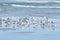 Seagulls slowly move from one end of the Florida beach to the next