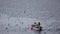 Seagulls and small fishing boat at Austnesfjorden viewpoint in the Lofoten in winter in Norway