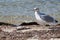 Seagulls.. snack time