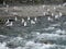 Seagulls snatching discarded fish skeletons at the copper river