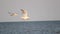 Seagulls soar above sea waves at sunset. Birds glide effortless over water surface catching fish. Wildlife scenery in