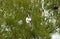 Seagulls soar against the background of green tree branches at a small rivulet