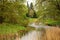 Seagulls soar against the background of green tree branches at a small rivulet