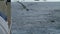 Seagulls soar behind a board of the fishing trawler.