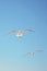 Seagulls soar in the clear blue sky on a sunny day
