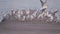 Seagulls Soar off the Concrete Pier