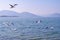 Seagulls soar over the lake and mountains on the horizon. Beautiful nature and birds. Copy space