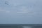 Seagulls soar over mouth of the Delaware River.