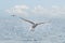 Seagulls Soar Over Ocean