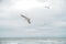 Seagulls soar over the sea in cloudy weather. sky in the clouds with birds. storm at sea