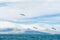 Seagulls soaring over Atlantic ocean