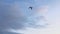 Seagulls soaring over the sea. A large seagull flies overhead.